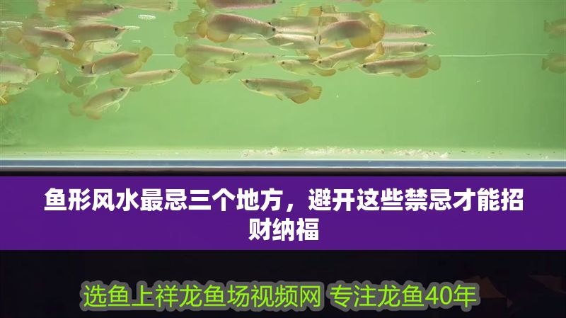 魚形風(fēng)水最忌三個地方,避開這些禁忌才能招財納福 龍魚百科 第1張 魚形風(fēng)水最忌三個地方,避開這些禁忌才能招財納福 魚形風(fēng)水最忌三個地方,避開這些禁忌才能招財納福 龍魚百科 第1張