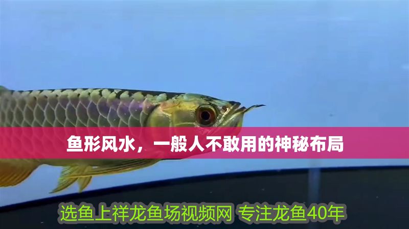 魚(yú)形風(fēng)水,一般人不敢用的神秘布局 龍魚(yú)百科 第1張 魚(yú)形風(fēng)水,一般人不敢用的神秘布局 魚(yú)形風(fēng)水,一般人不敢用的神秘布局 龍魚(yú)百科 第1張