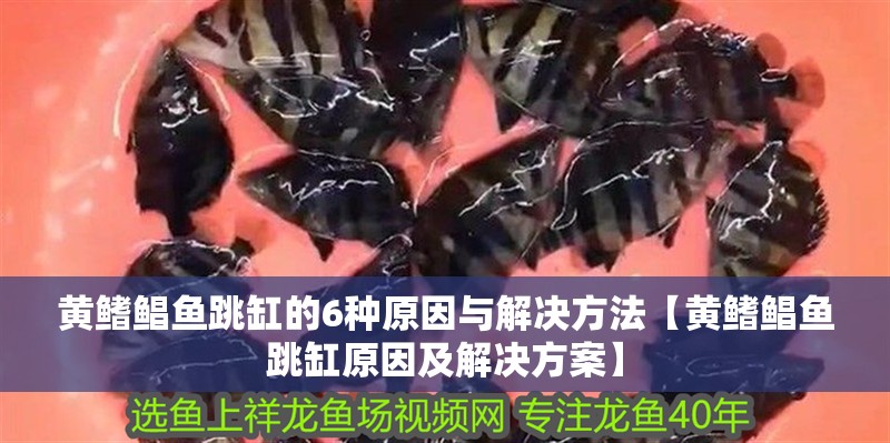 黃鰭鯧魚跳缸的6種原因與解決方法【黃鰭鯧魚跳缸原因及解決方案】