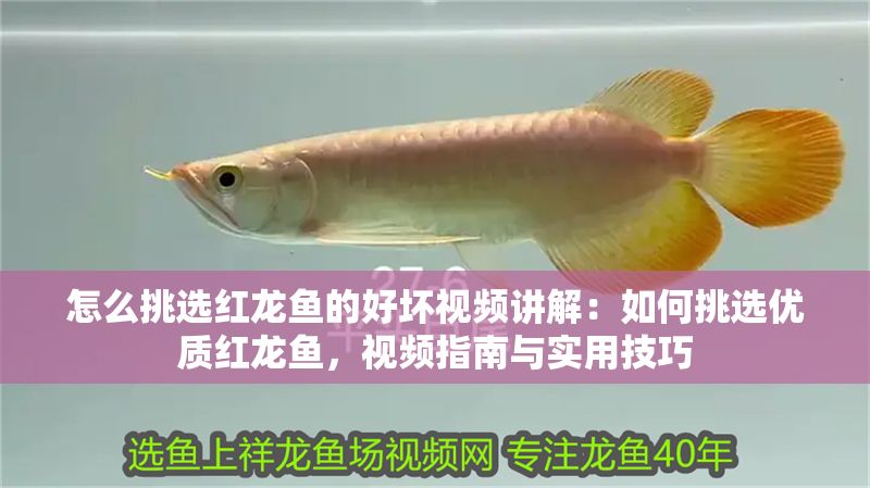 怎么挑選紅龍魚的好壞視頻講解：如何挑選優質紅龍魚，視頻指南與實用技巧