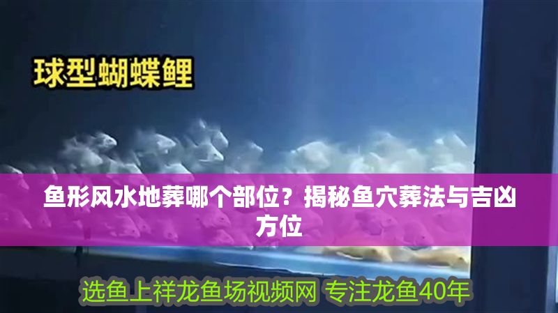 魚形風(fēng)水地葬哪個部位？揭秘魚穴葬法與吉兇方位
