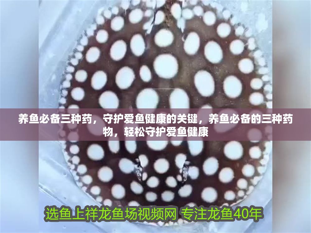 養魚必備三種藥，守護愛魚健康的關鍵，養魚必備的三種藥物，輕松守護愛魚健康