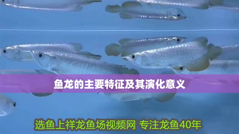 魚龍的主要特征及其演化意義 魚龍的主要特征及其演化意義 龍魚百科 第1張