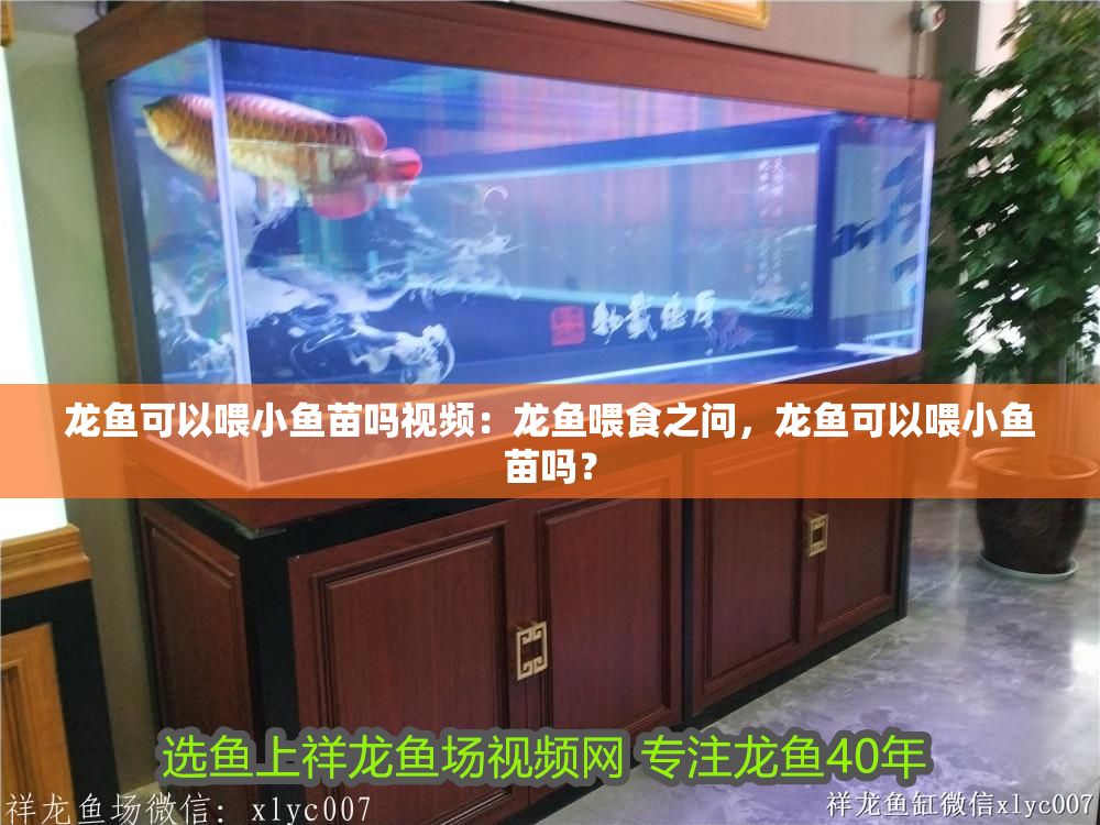 龍魚可以喂小魚苗嗎視頻：龍魚喂食之問，龍魚可以喂小魚苗嗎？