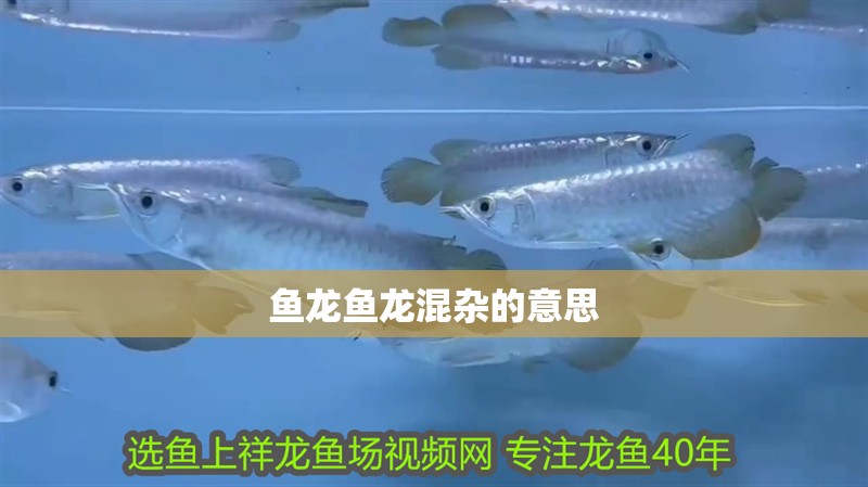 魚龍魚龍混雜的意思