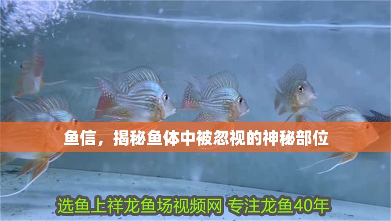 魚信，揭秘魚體中被忽視的神秘部位 魚信，揭秘魚體中被忽視的神秘部位 龍魚百科 第1張