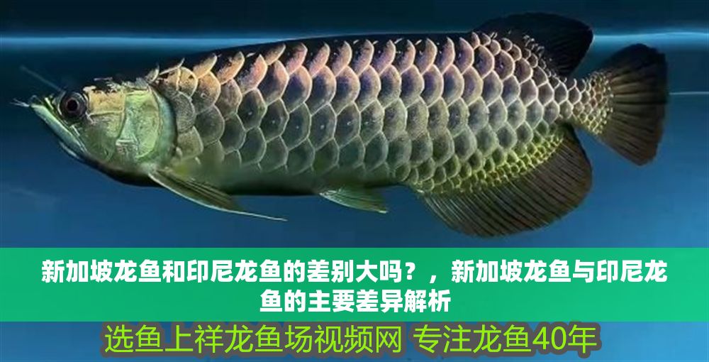 新加坡龍魚和印尼龍魚的差別大嗎？，新加坡龍魚與印尼龍魚的主要差異解析