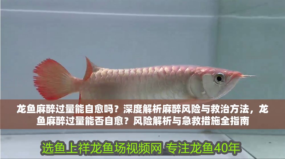 龍魚麻醉過量能自愈嗎？深度解析麻醉風險與救治方法，龍魚麻醉過量能否自愈？風險解析與急救措施全指南