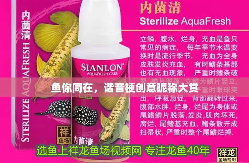 魚你同在，諧音梗創意昵稱大賞 魚你同在，諧音梗創意昵稱大賞 龍魚百科 第1張