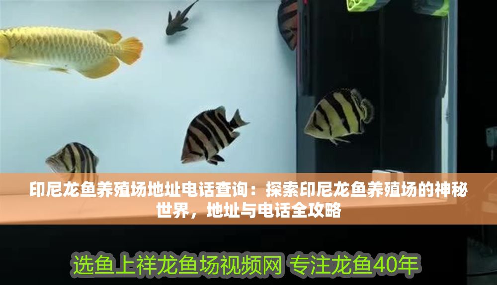印尼龍魚養殖場地址電話查詢：探索印尼龍魚養殖場的神秘世界，地址與電話全攻略