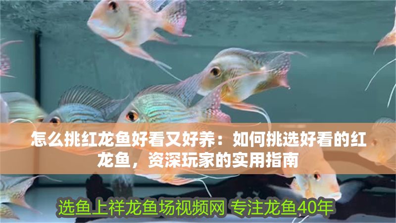 怎么挑紅龍魚好看又好養：如何挑選好看的紅龍魚，資深玩家的實用指南