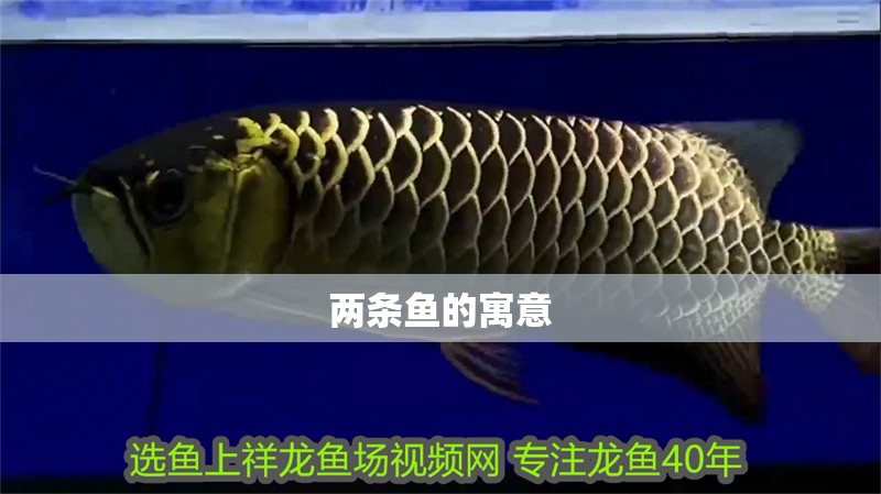 兩條魚的寓意