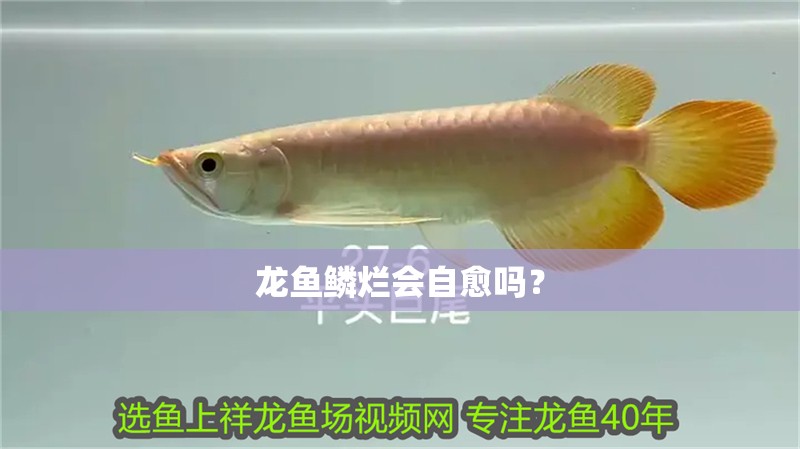 龍魚鱗爛會(huì)自愈嗎？