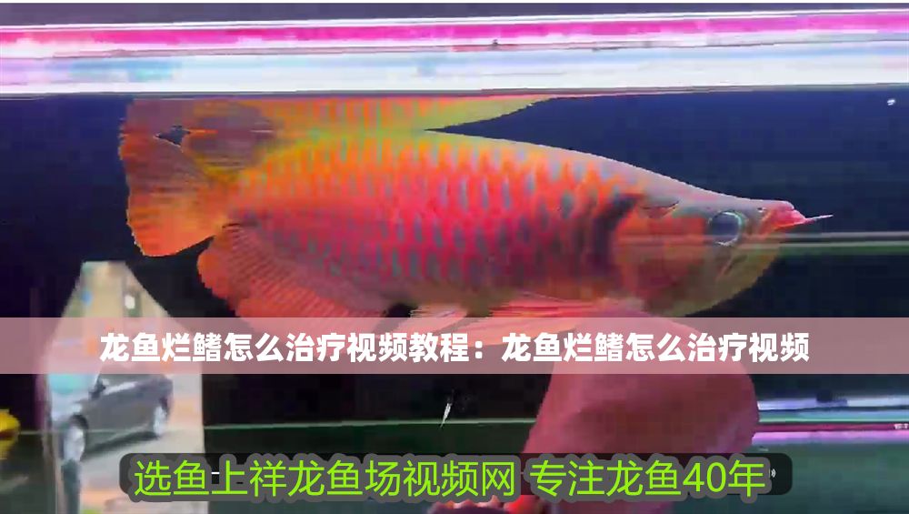 龍魚爛鰭怎么治療視頻教程：龍魚爛鰭怎么治療視頻