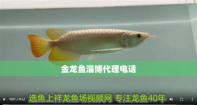 金龍魚<strong><mark>淄博</mark></strong>代理電話