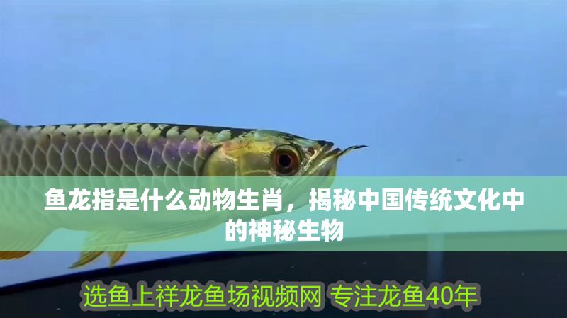 魚龍指是什么動(dòng)物生肖，揭秘中國(guó)傳統(tǒng)文化中的神秘生物 魚龍指是什么動(dòng)物生肖，揭秘中國(guó)傳統(tǒng)文化中的神秘生物 龍魚百科 第1張
