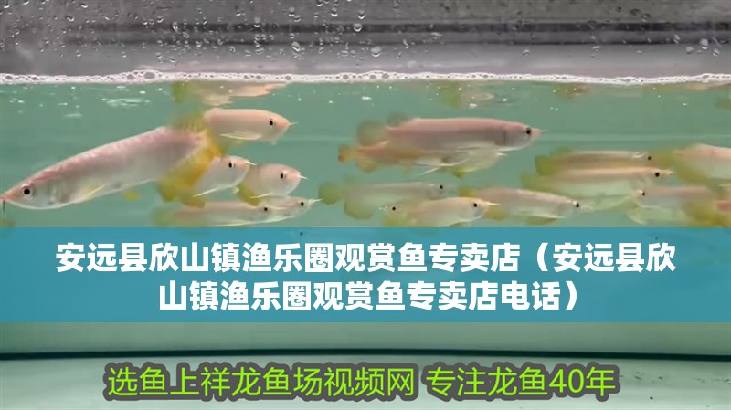 安遠縣欣山鎮漁樂圈觀賞魚專賣店（安遠縣欣山鎮漁樂圈觀賞魚專賣店電話）