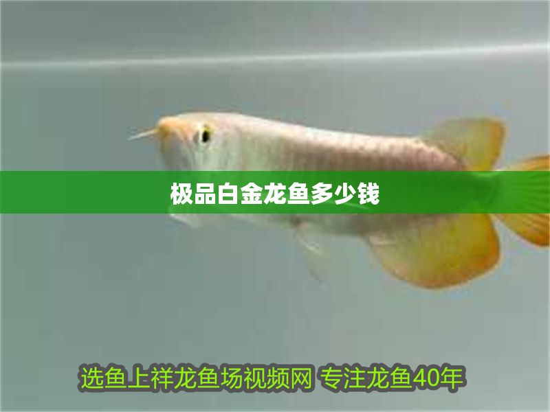 極品白金龍魚多少錢