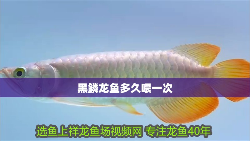 黑鱗龍魚多久喂一次