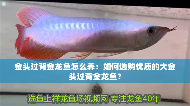 金頭過背金龍魚怎么養(yǎng)：如何選購優(yōu)質(zhì)的大金頭過背金龍魚？