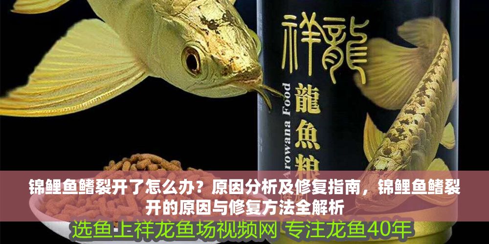 錦鯉魚鰭裂開了怎么辦？原因分析及修復指南，錦鯉魚鰭裂開的原因與修復方法全解析