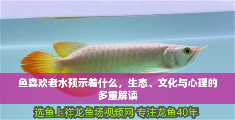 魚喜歡老水預示著什么，生態、文化與心理的多重解讀