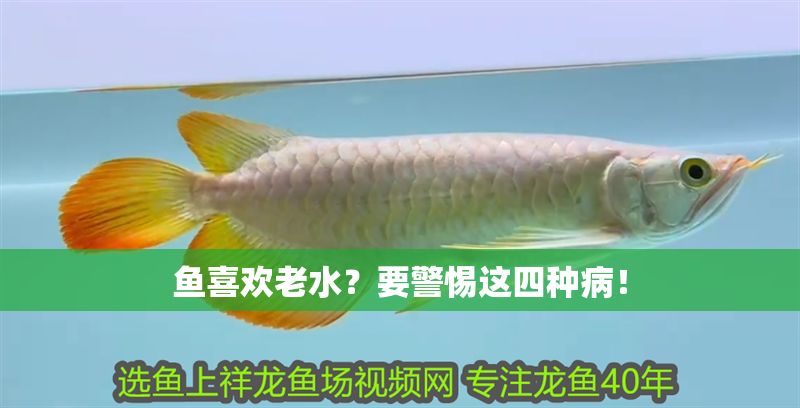 魚喜歡老水？要警惕這四種病！