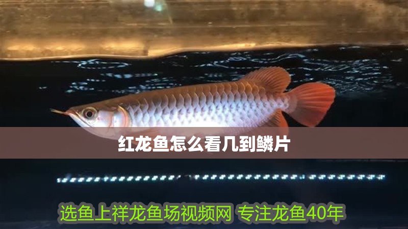紅龍魚怎么看幾到鱗片