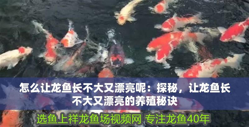 怎么讓龍魚長不大又漂亮呢：探秘，讓龍魚長不大又漂亮的養(yǎng)殖秘訣