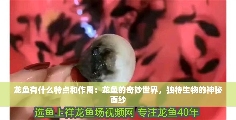 詳細閱讀:龍魚有什么特點和作用:龍魚的奇妙世界,獨特生物的神秘面紗 龍魚有什么特點和作用:龍魚的奇妙世界,獨特生物的神秘面紗