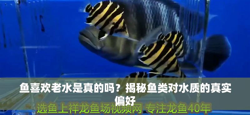 魚喜歡老水是真的嗎？揭秘魚類對水質的真實偏好