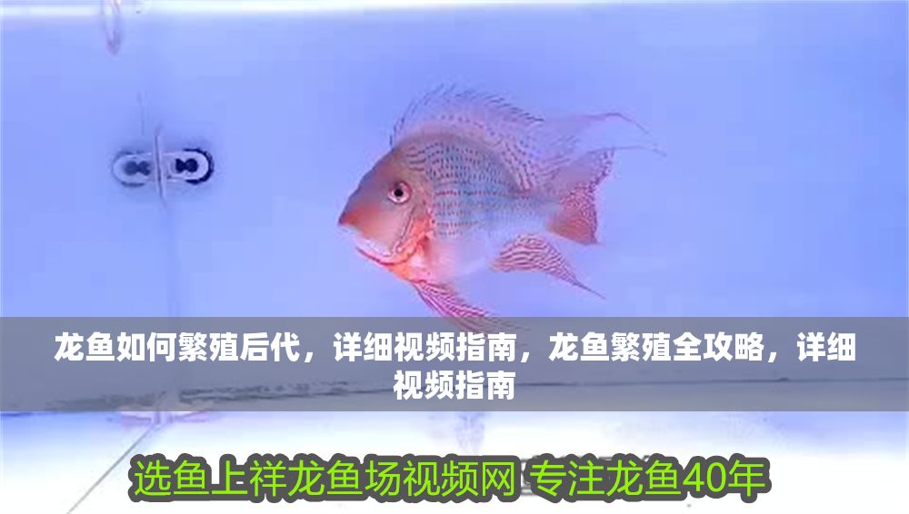 龍魚如何繁殖后代，詳細視頻指南，龍魚繁殖全攻略，詳細視頻指南