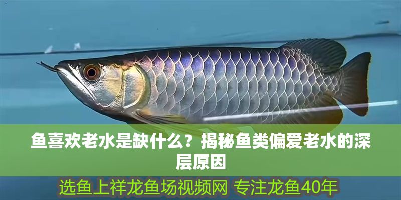 魚喜歡老水是缺什么？揭秘魚類偏愛老水的深層原因