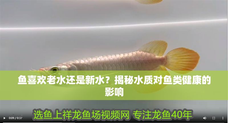 魚喜歡老水還是新水？揭秘水質對魚類健康的影響