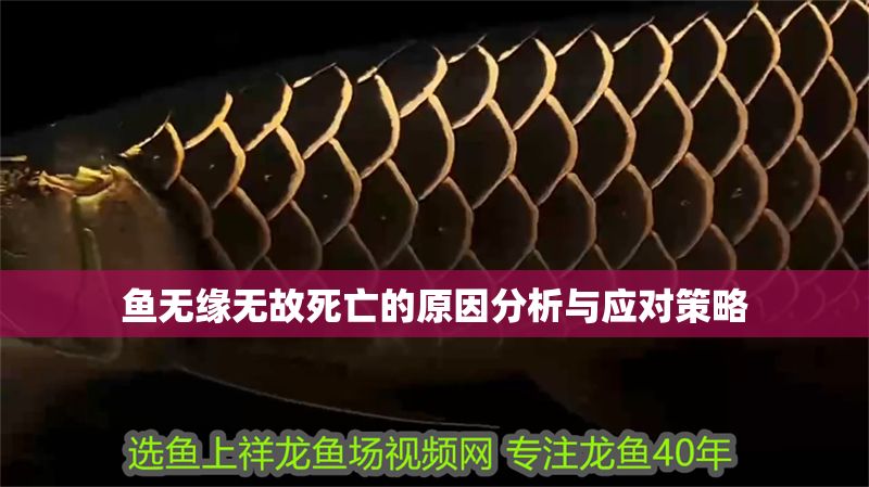 魚無緣無故死亡的原因分析與應對策略
