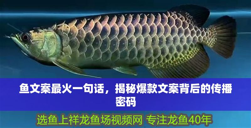 魚文案最火一句話，揭秘爆款文案背后的傳播密碼