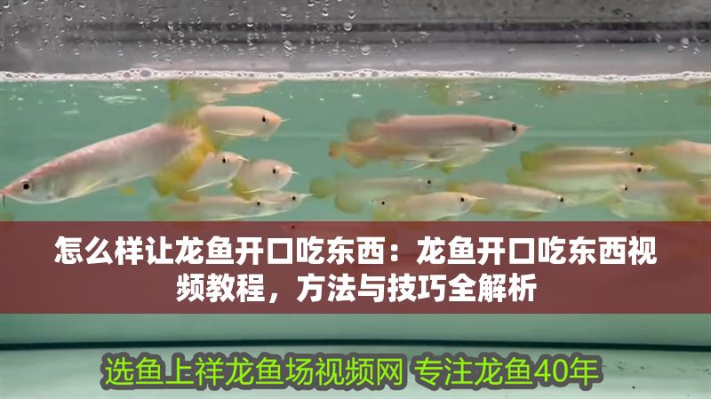 怎么樣讓龍魚開口吃東西：龍魚開口吃東西視頻教程，方法與技巧全解析