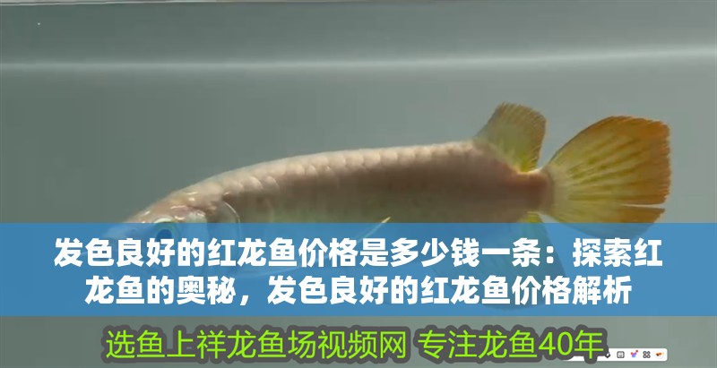 發色良好的紅龍魚價格是多少錢一條：探索紅龍魚的奧秘，發色良好的紅龍魚價格解析