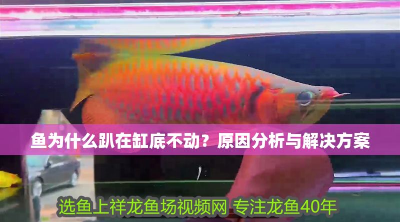 魚為什么趴在缸底不動？原因分析與解決方案