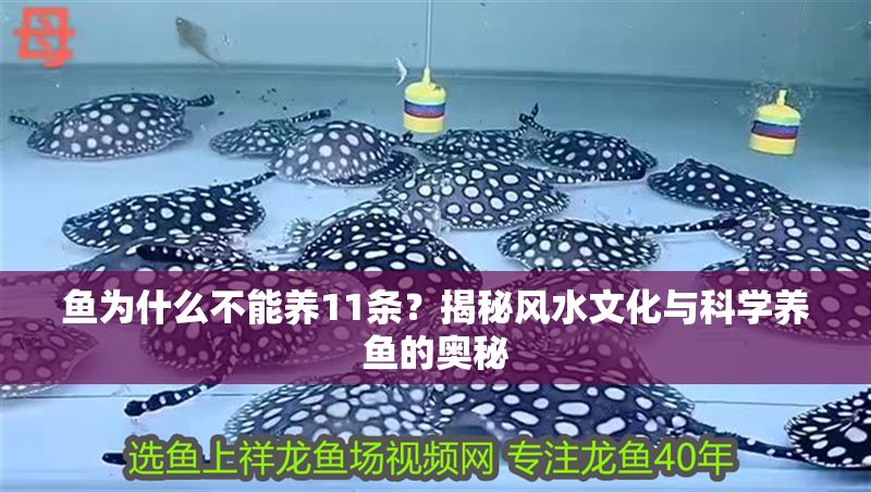 魚為什么不能養11條？揭秘風水文化與科學養魚的奧秘