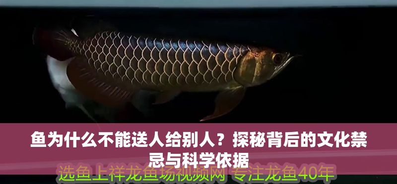 魚為什么不能送人給別人？探秘背后的文化禁忌與科學依據(jù)