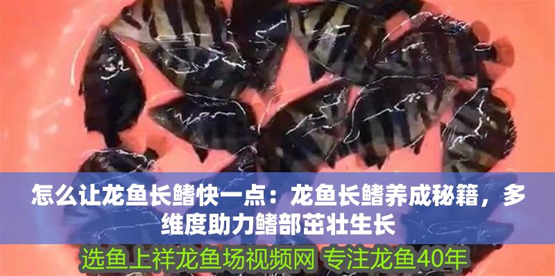 怎么讓龍魚長鰭快一點(diǎn)：龍魚長鰭養(yǎng)成秘籍，多維度助力鰭部茁壯生長