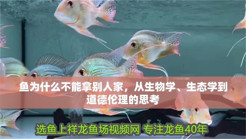 魚為什么不能拿別人家，從生物學、生態(tài)學到道德倫理的思考 魚為什么不能拿別人家，從生物學、生態(tài)學到道德倫理的思考 龍魚百科 第1張