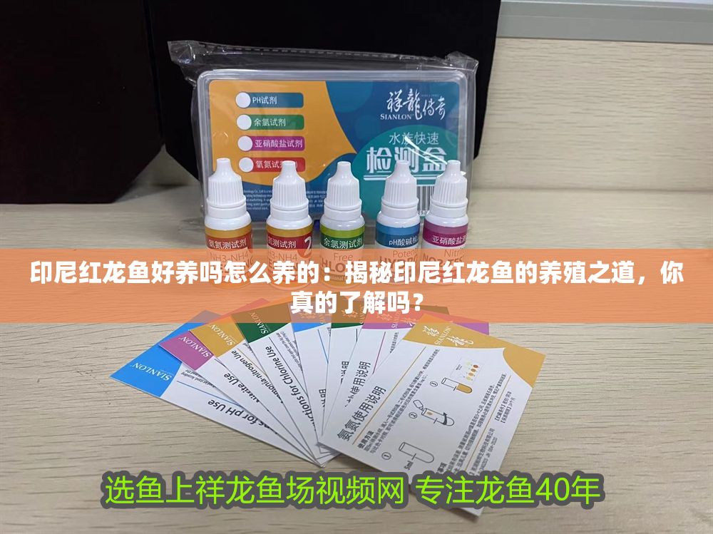 印尼紅龍魚好養嗎怎么養的：揭秘印尼紅龍魚的養殖之道，你真的了解嗎？