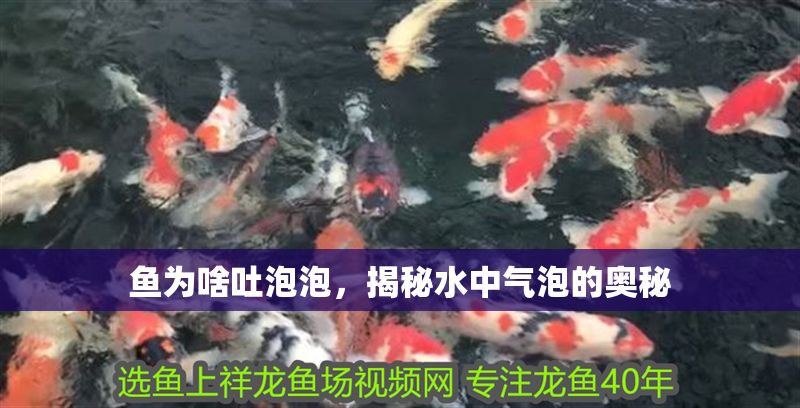 魚為啥吐泡泡，揭秘水中氣泡的奧秘