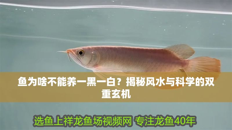魚為啥不能養一黑一白？揭秘風水與科學的雙重玄機