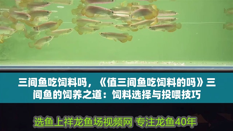 三間魚吃飼料嗎，《值三間魚吃飼料的嗎》三間魚的飼養之道：飼料選擇與投喂技巧