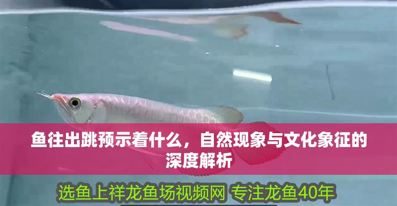 魚往出跳預(yù)示著什么，自然現(xiàn)象與文化象征的深度解析