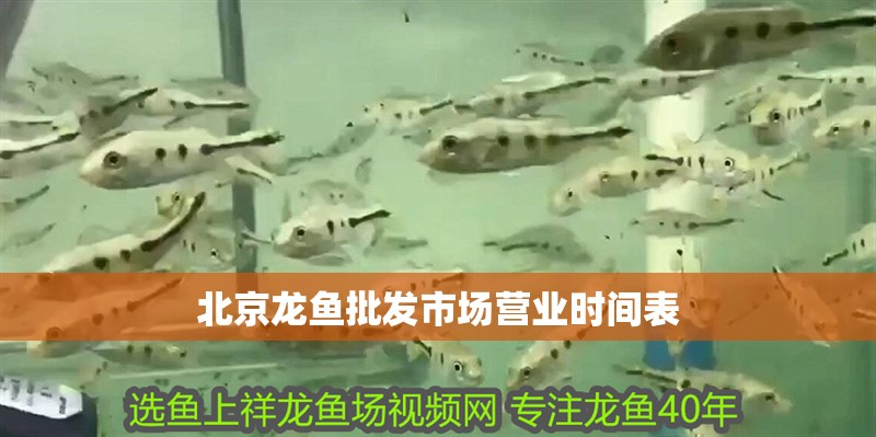 <strong><mark>北京</mark></strong>龍魚批發市場營業時間表