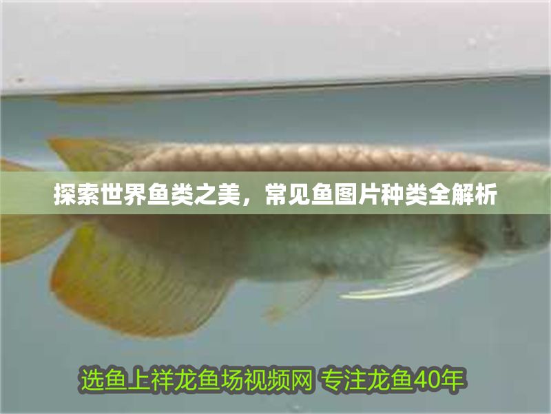 探索世界魚類之美，常見魚圖片種類全解析